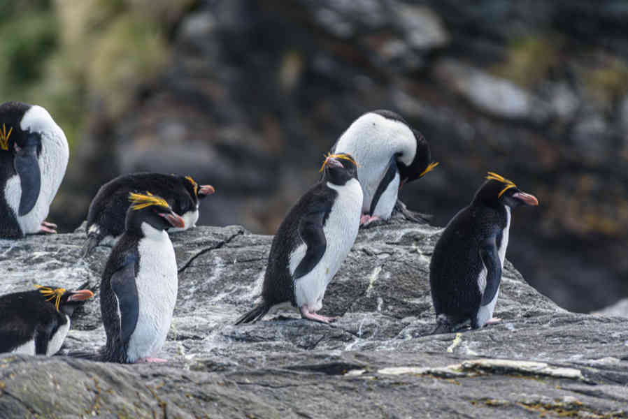 Pingüino Macaroni - islas Georgias del Sur 21.jpg